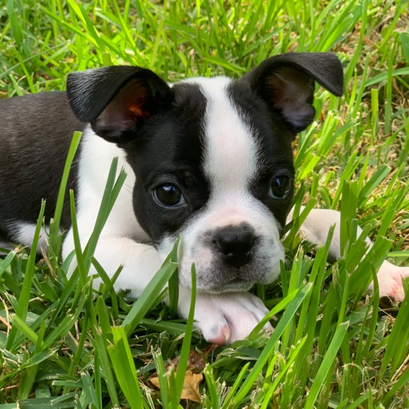 angryboston